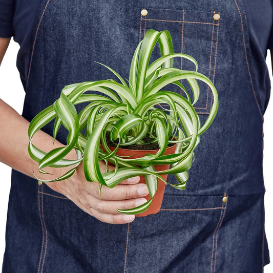 Best Low-Light Plants for Indoor Easy Care