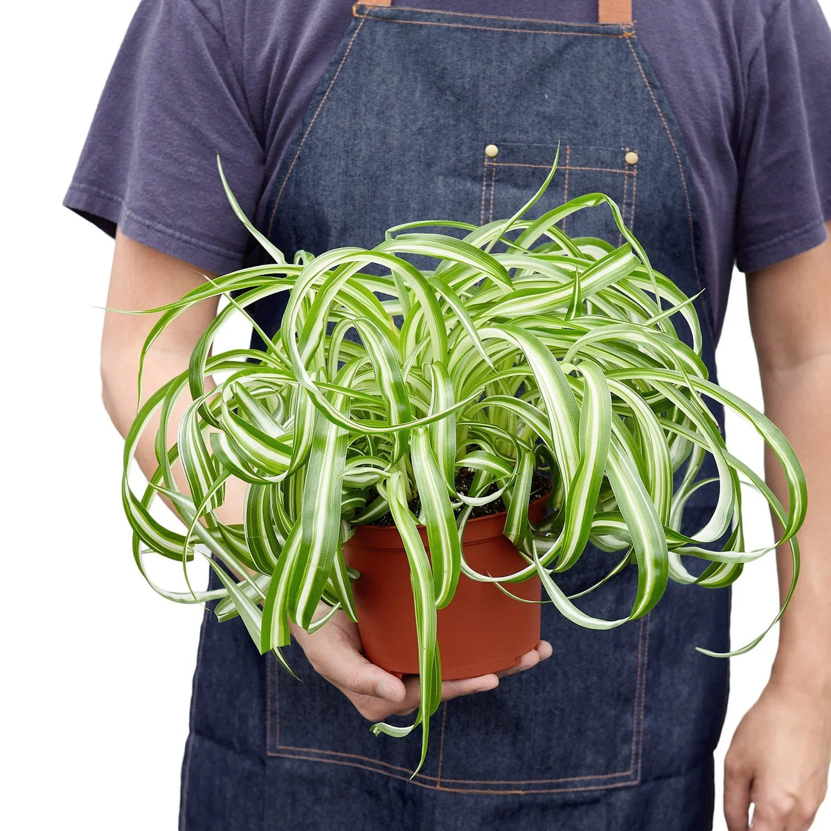 Person holding a potted spider plant with a plain background