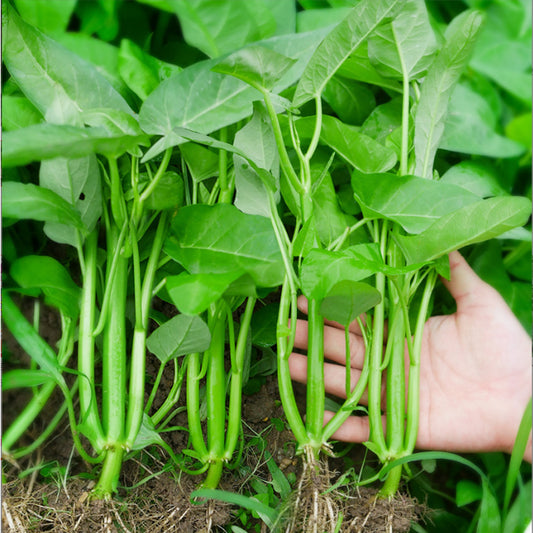 Vegetable Seeds,Seed Varieties For Planting,Home Garden Vegetables