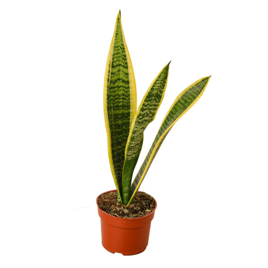 Potted snake plant with green and yellow leaves on a white background