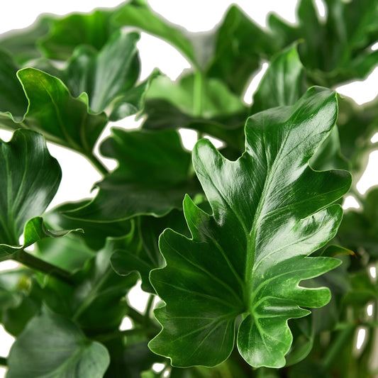 Philodendron βLittle Hope'