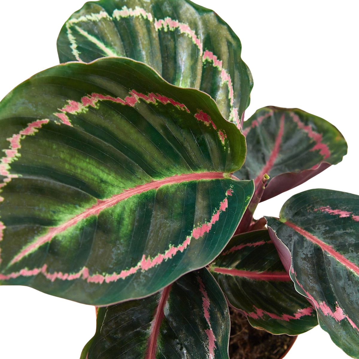 Close-up of a green leaf with pink veins on a white background