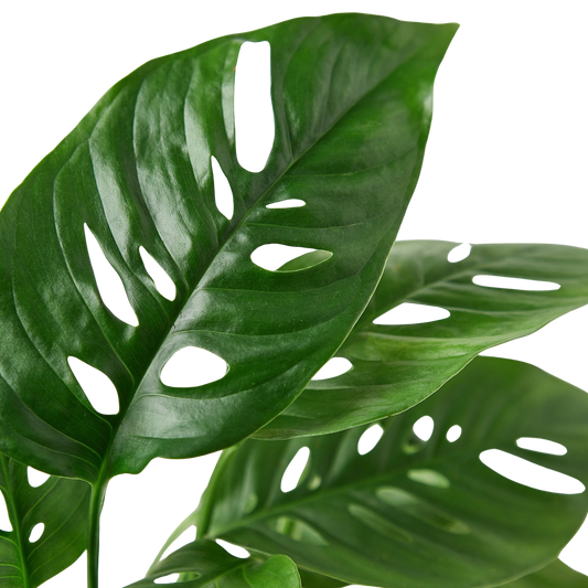 Monstera Adansonii 'Swiss Cheese'