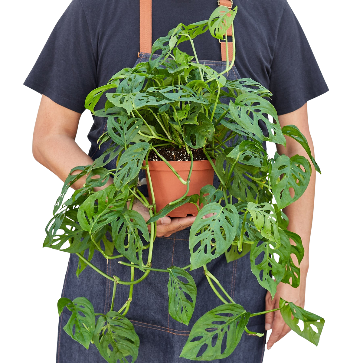 Monstera Adansonii 'Swiss Cheese'