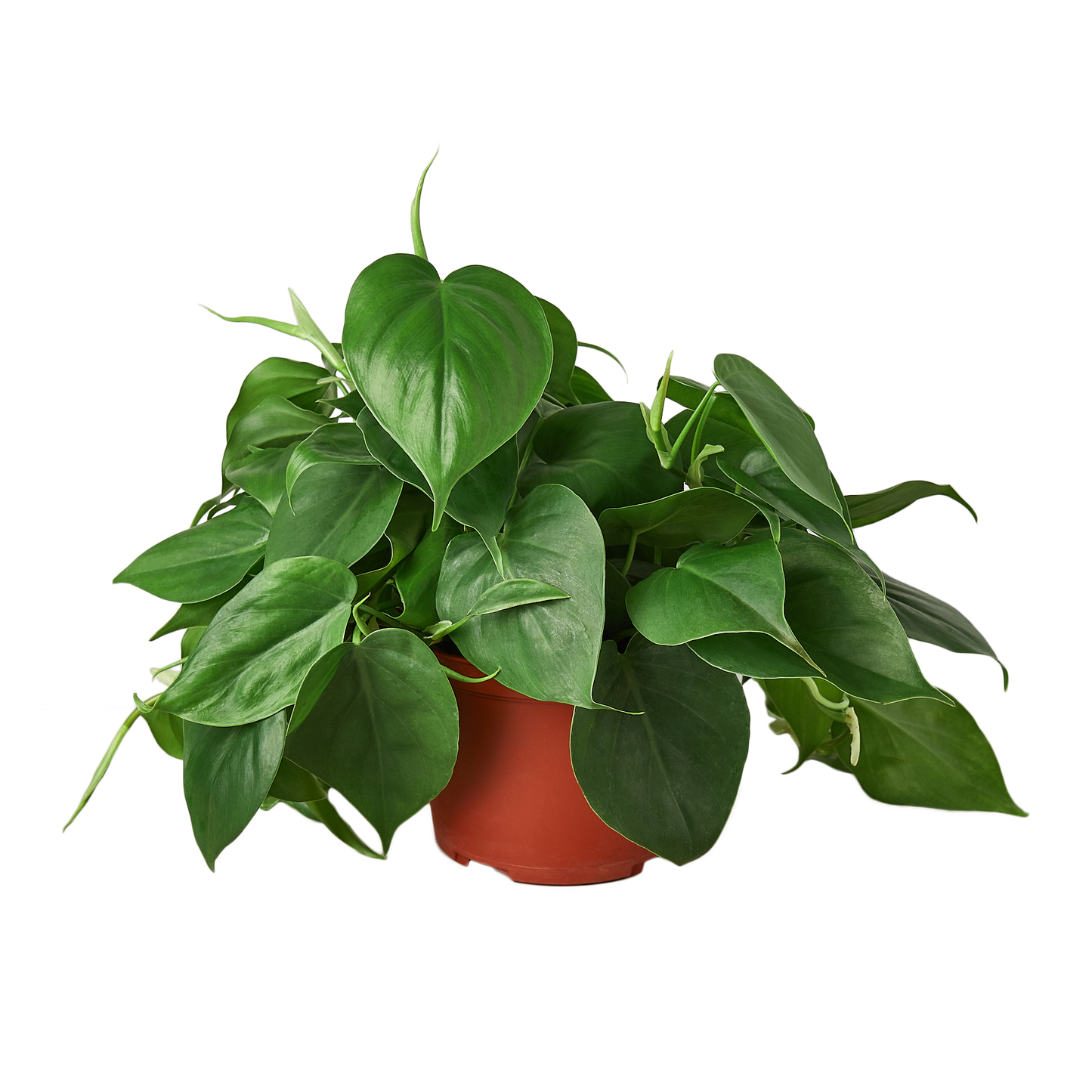 Philodendron Cordatum