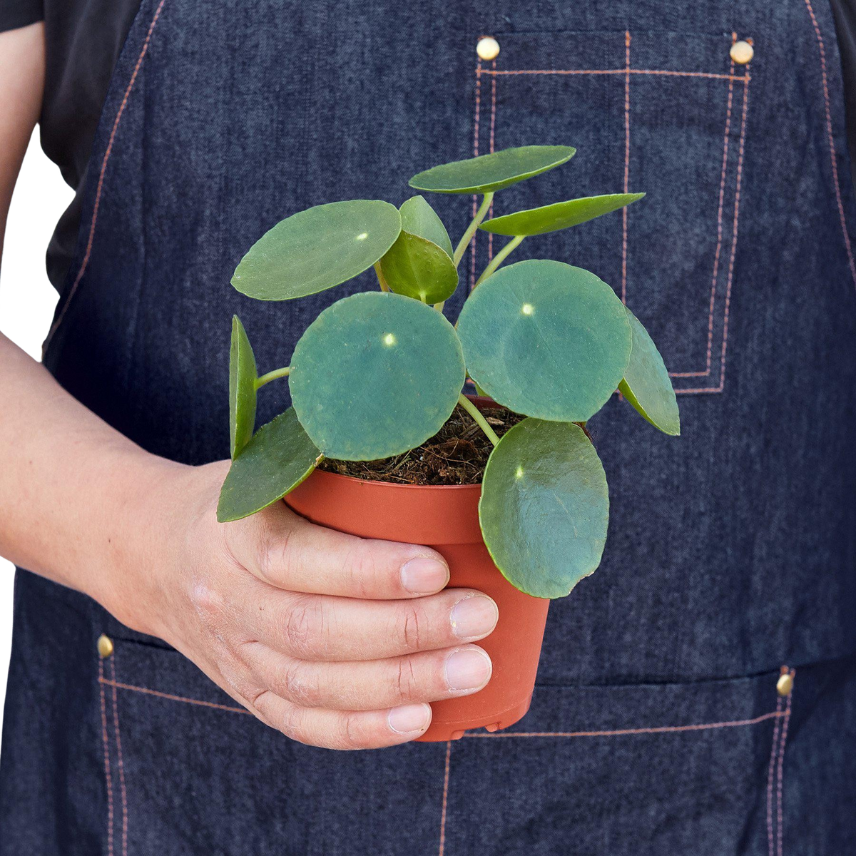 Pilea Peperomioides 'Chinese Money'