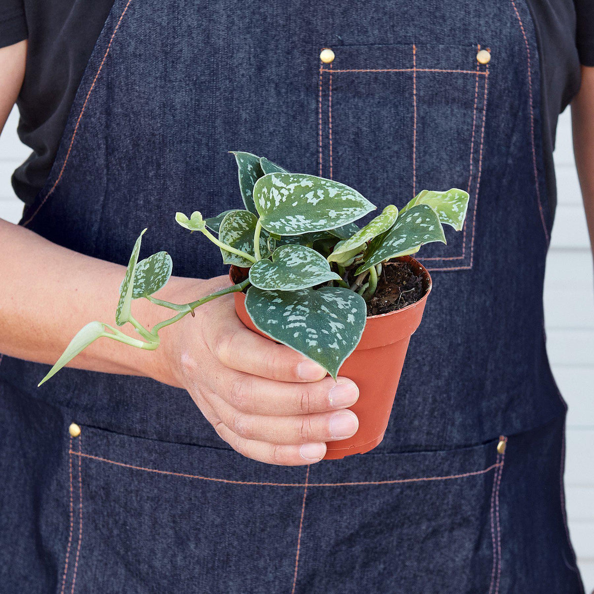 Pothos 'Satin' - House Plant Shop