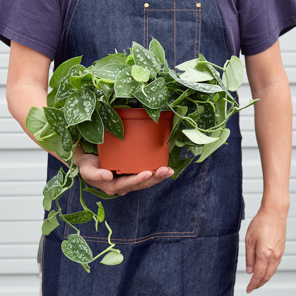 Pothos 'Satin' - House Plant Shop
