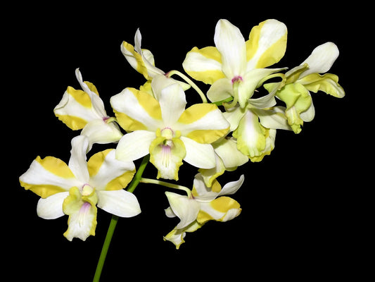 Dendrobium Anucha Flare Type Tailandia