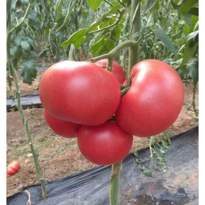 High Yield Big Tomato Seeds High Temperature Vegetables And Fruits