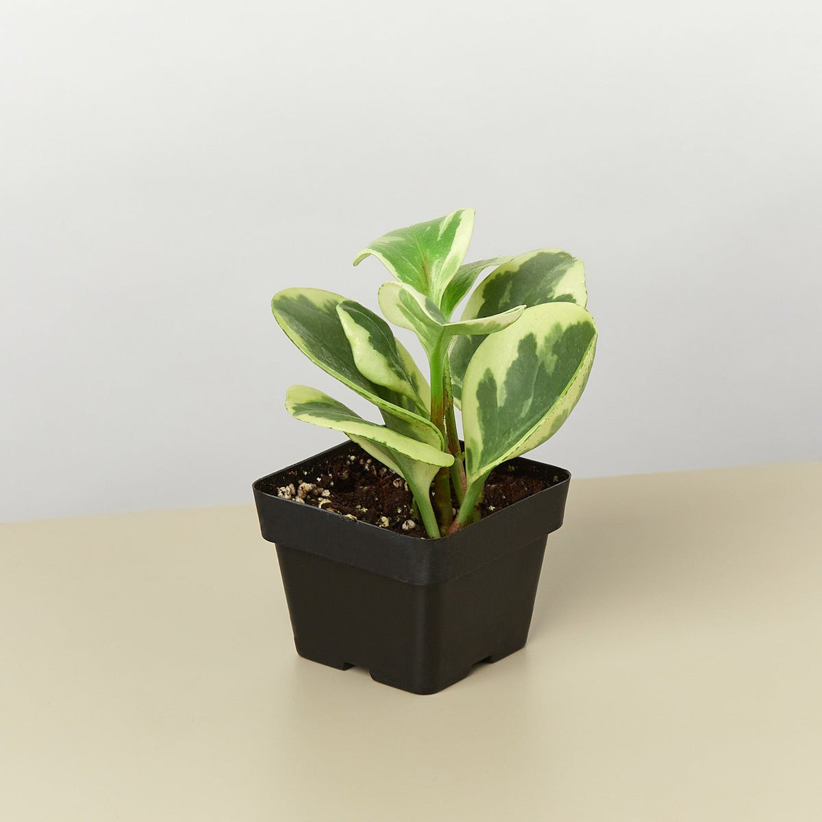 Peperomia 'Marble'