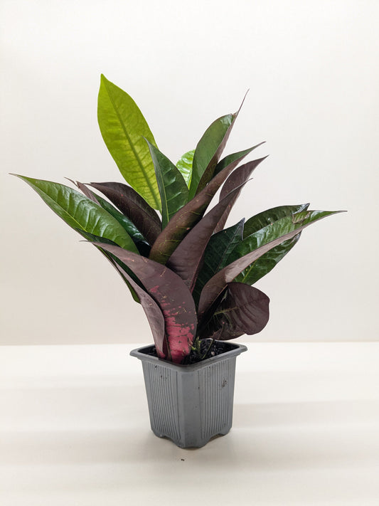 Croton 'Iceton'