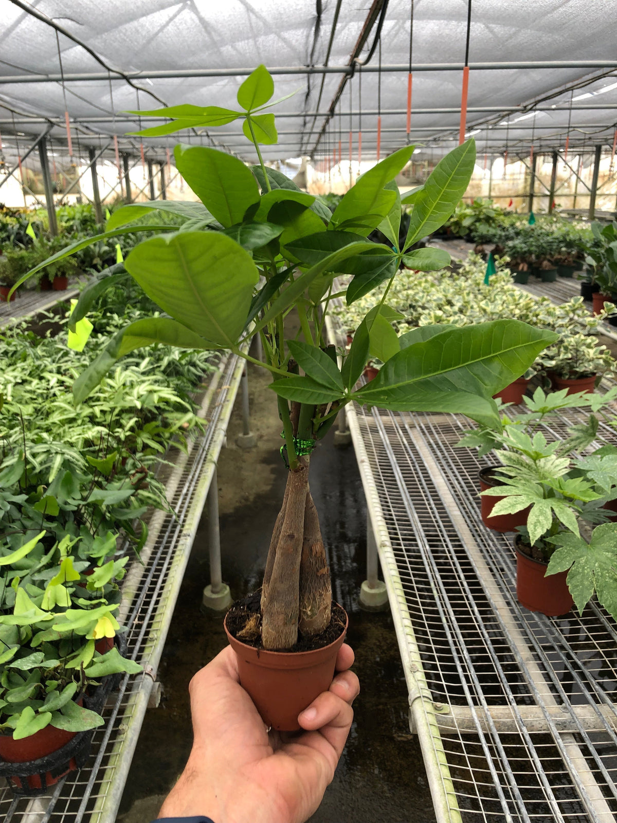 Hand holding a potted plant in a greenhouse setting