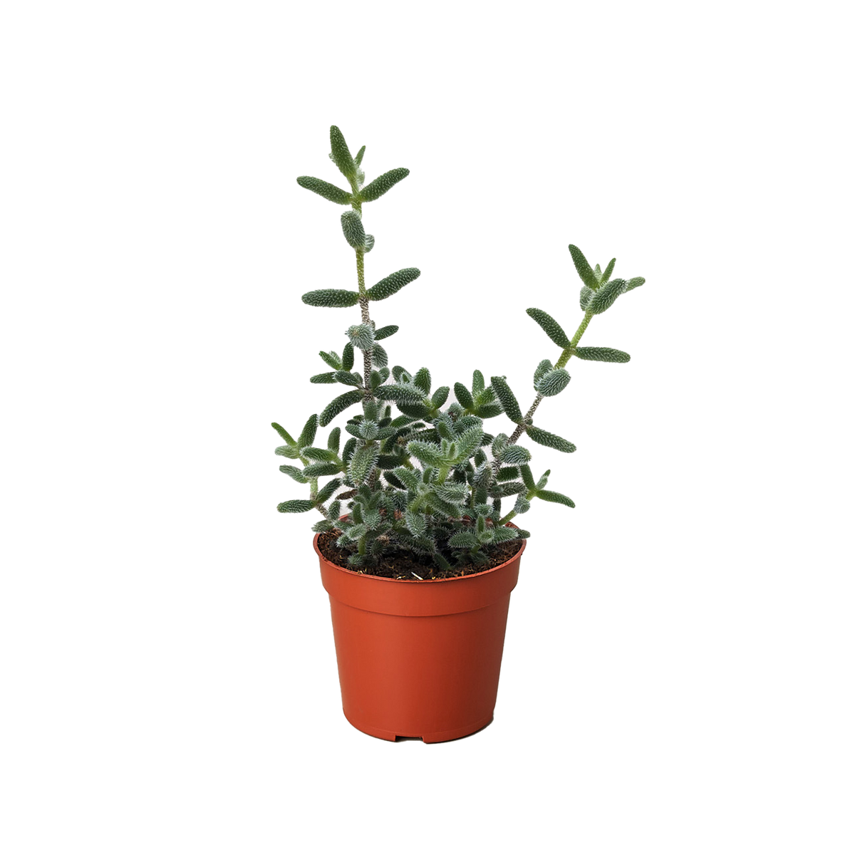 Delosperma echinatum 'Pickle Plant'