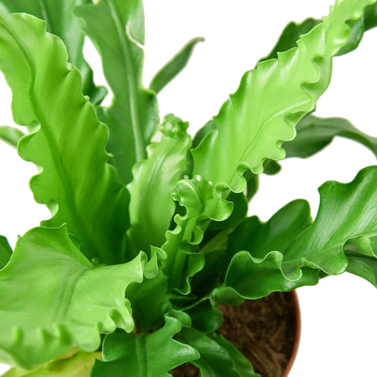 Birdβs Nest 'Victoria' Fern