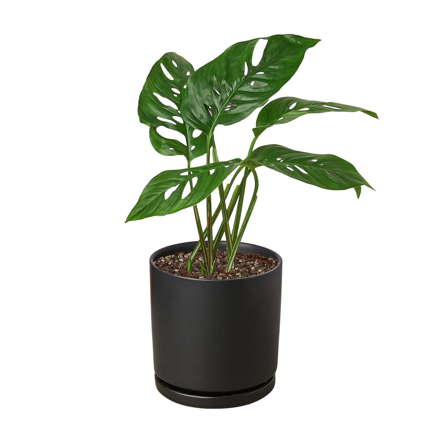 Potted plant with large green leaves in a black pot on a white background