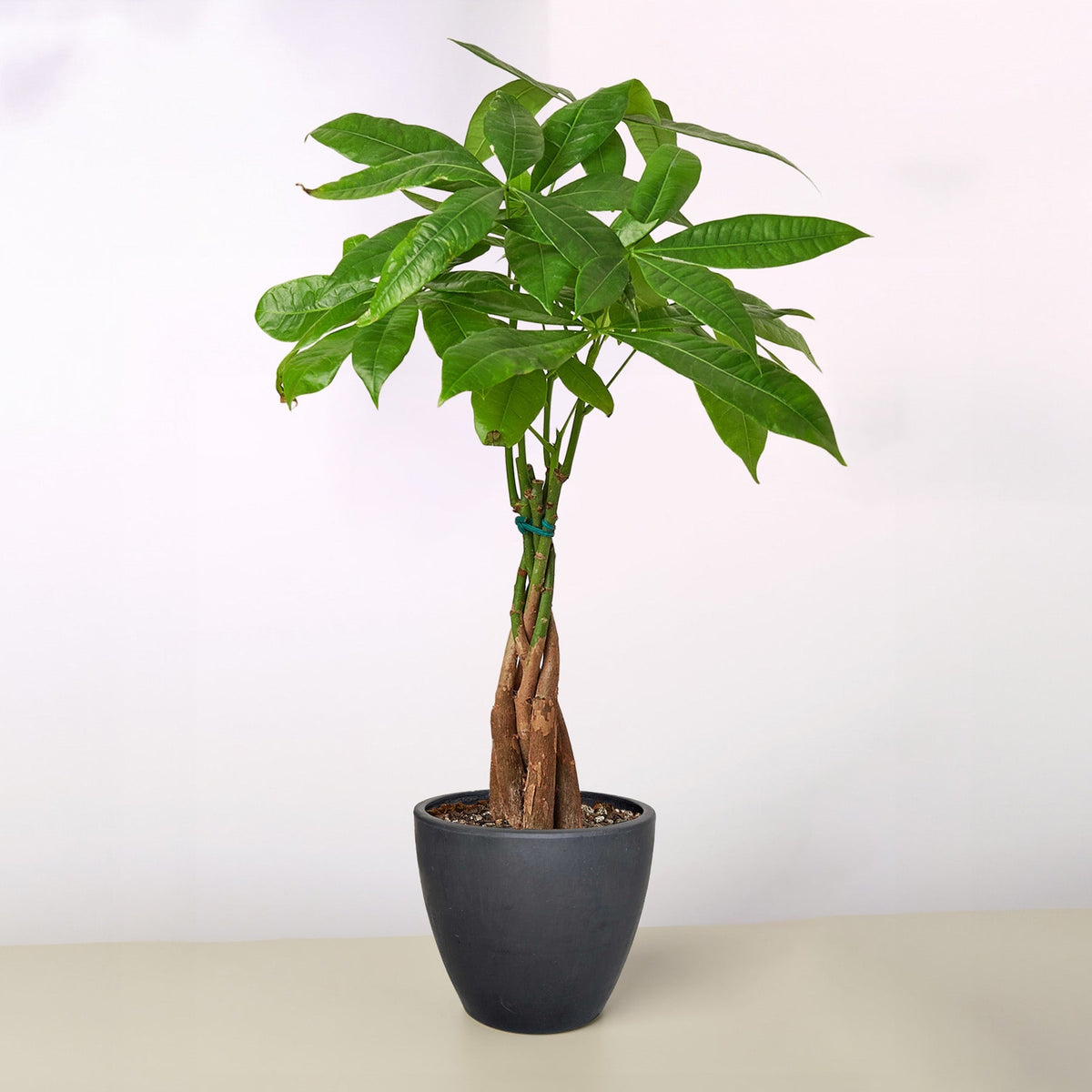Potted plant with a white background
