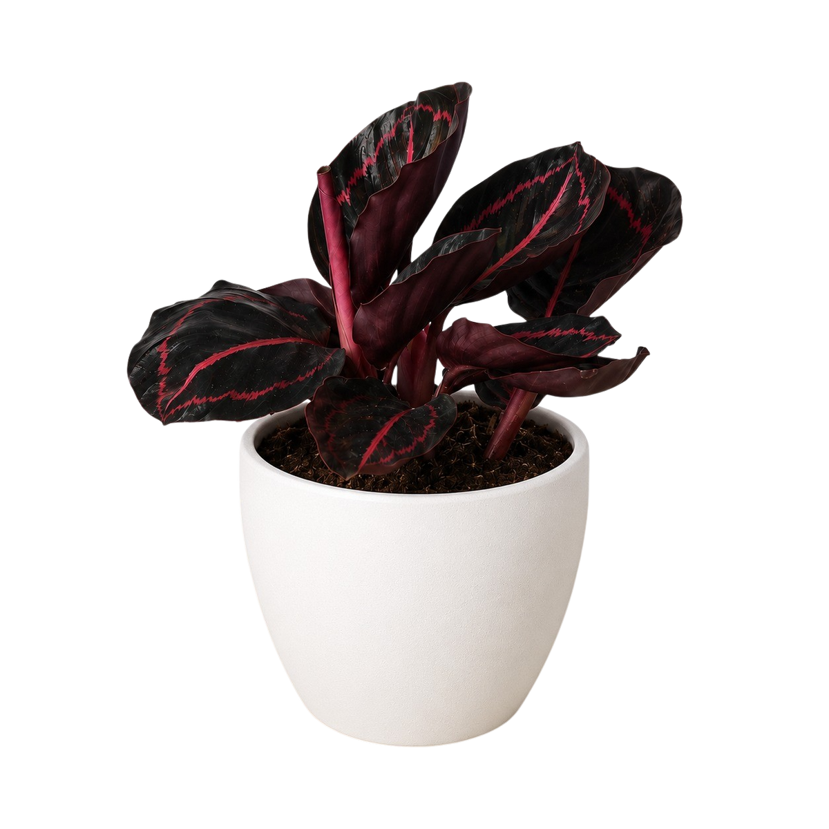Potted plant with dark leaves and red veins in a white pot on a white background