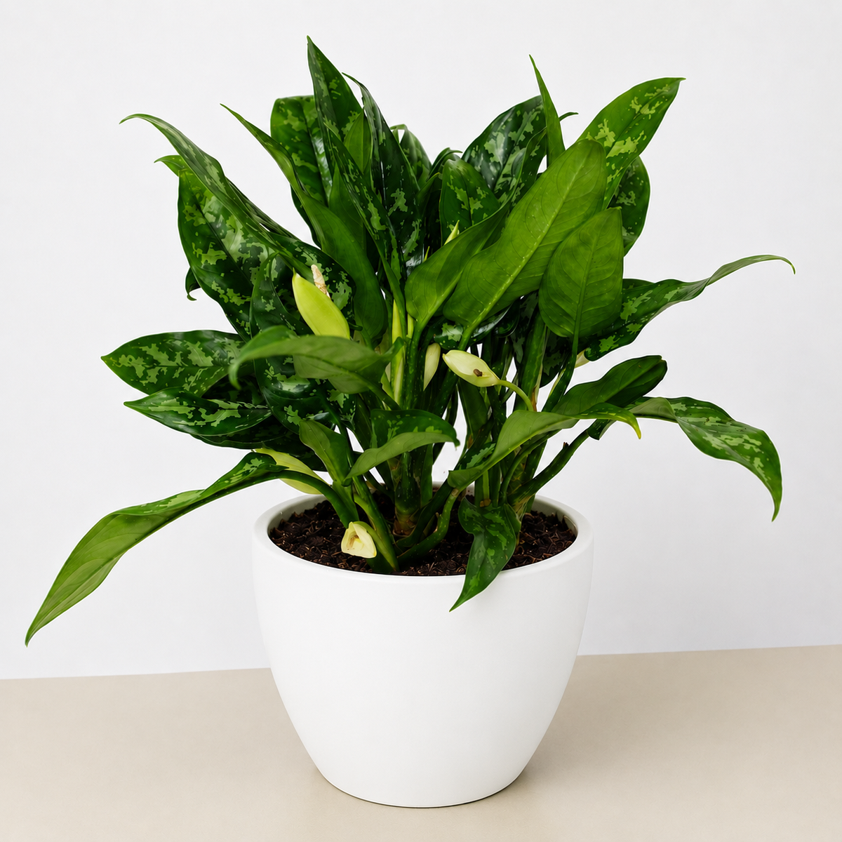 Chinese Evergreen 'Maria'