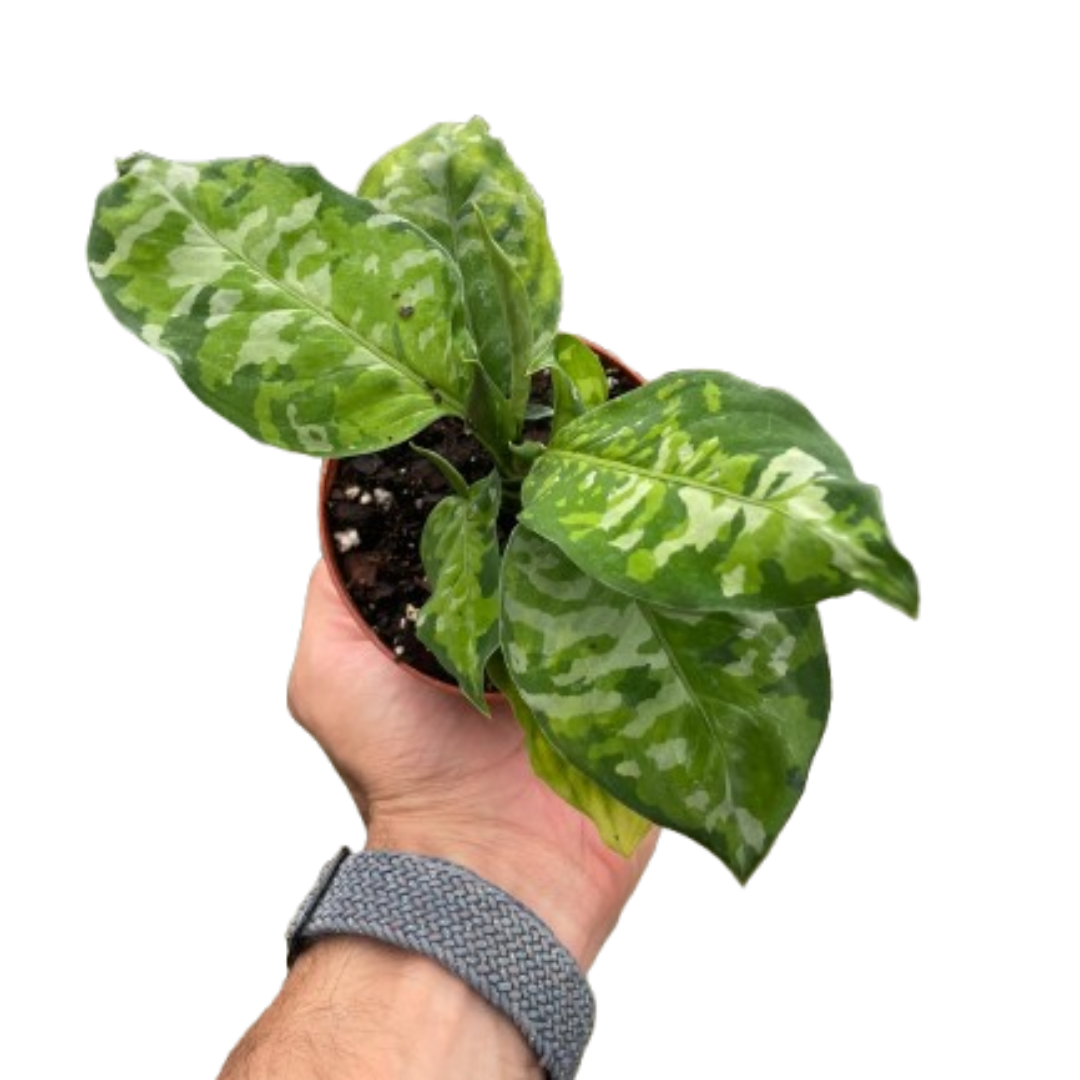 Chinese Evergreen Pictum Tricolor