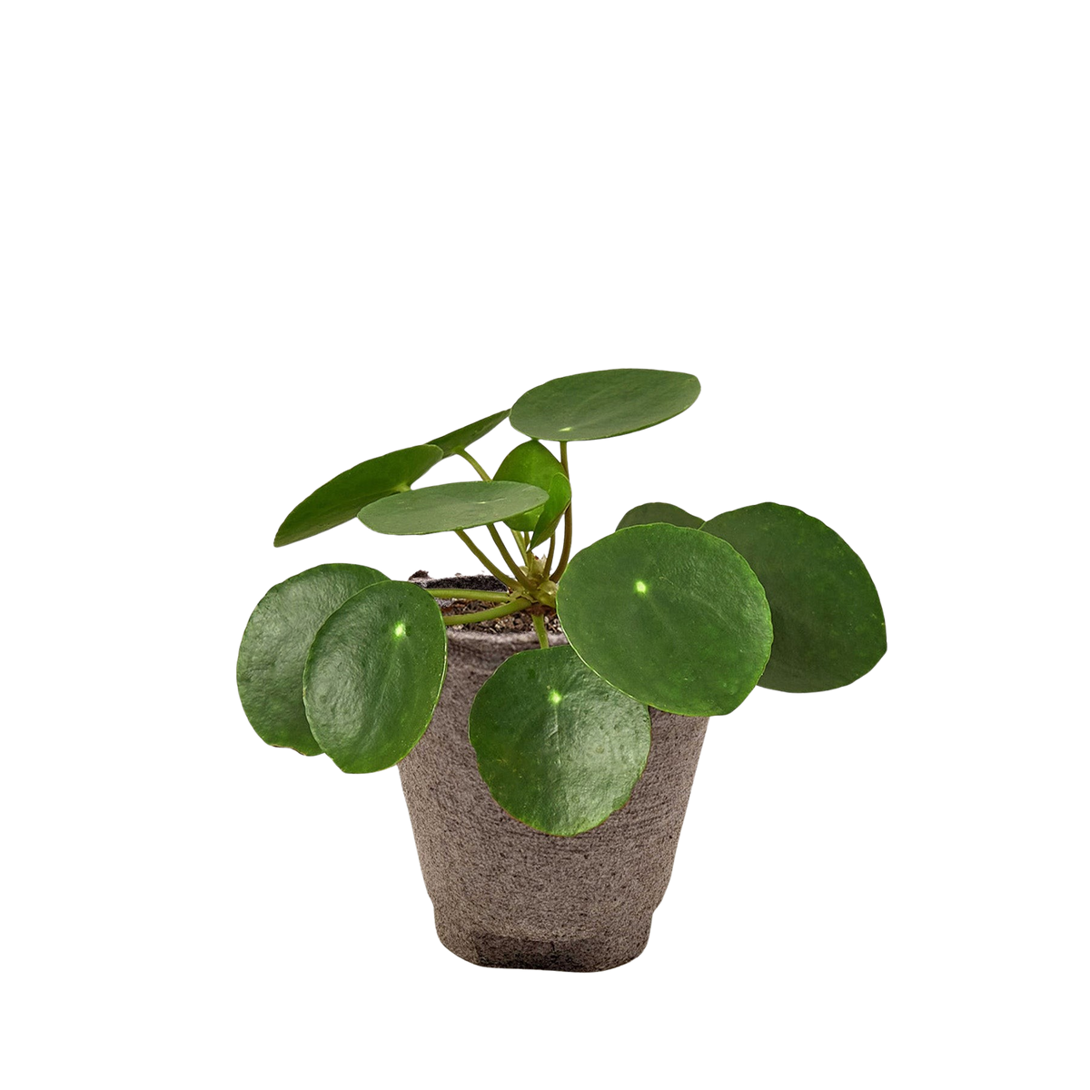 Pilea Peperomioides 'Chinese Money'