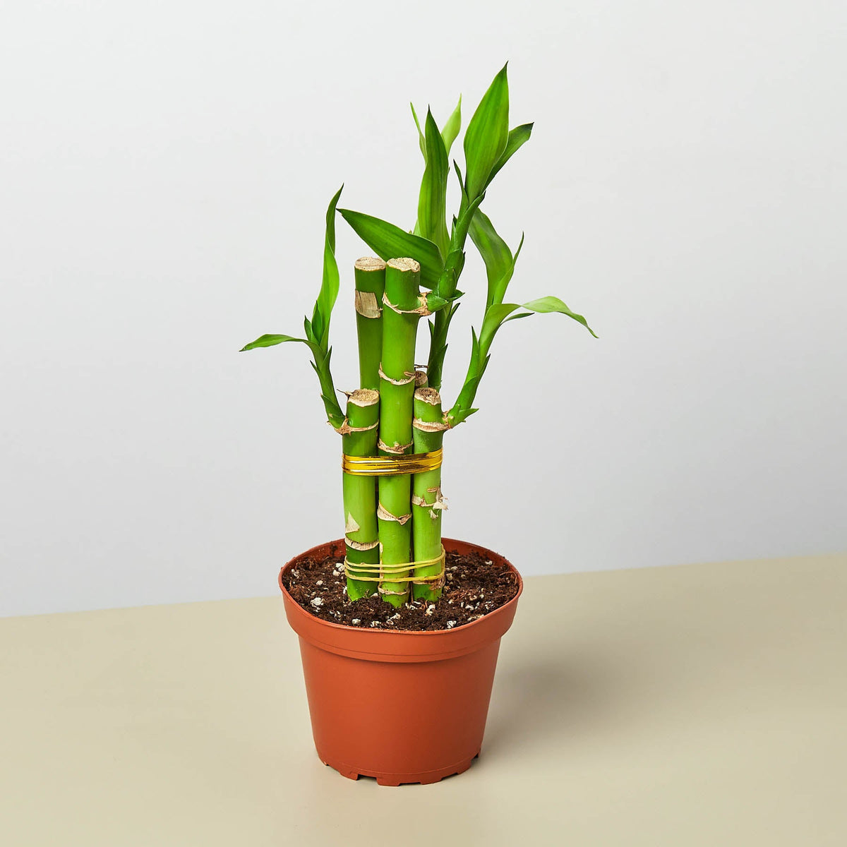 Potted bamboo plant on a beige surface with a light gray background