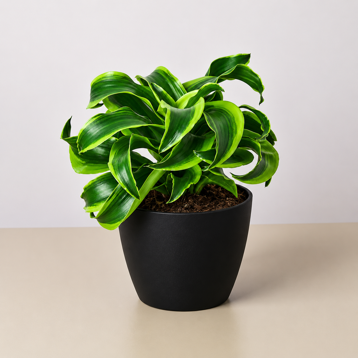 Dracaena 'Tornado'