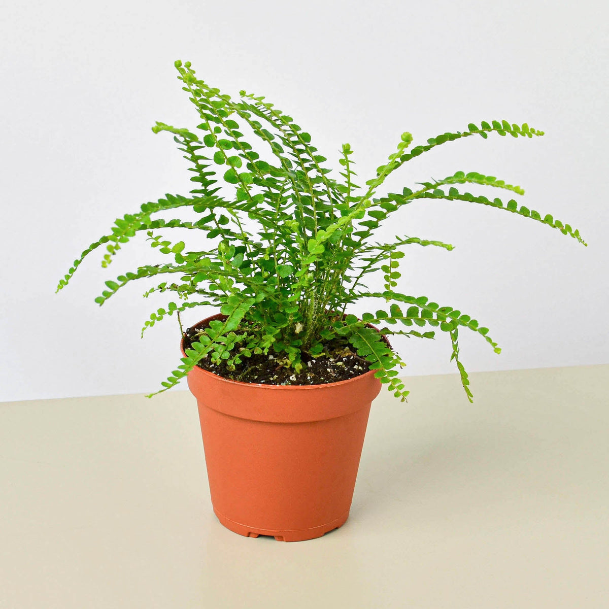 Potted fern plant on a neutral background