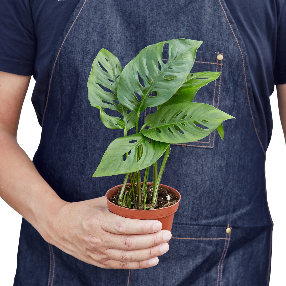 Person holding a potted plant with a plain background