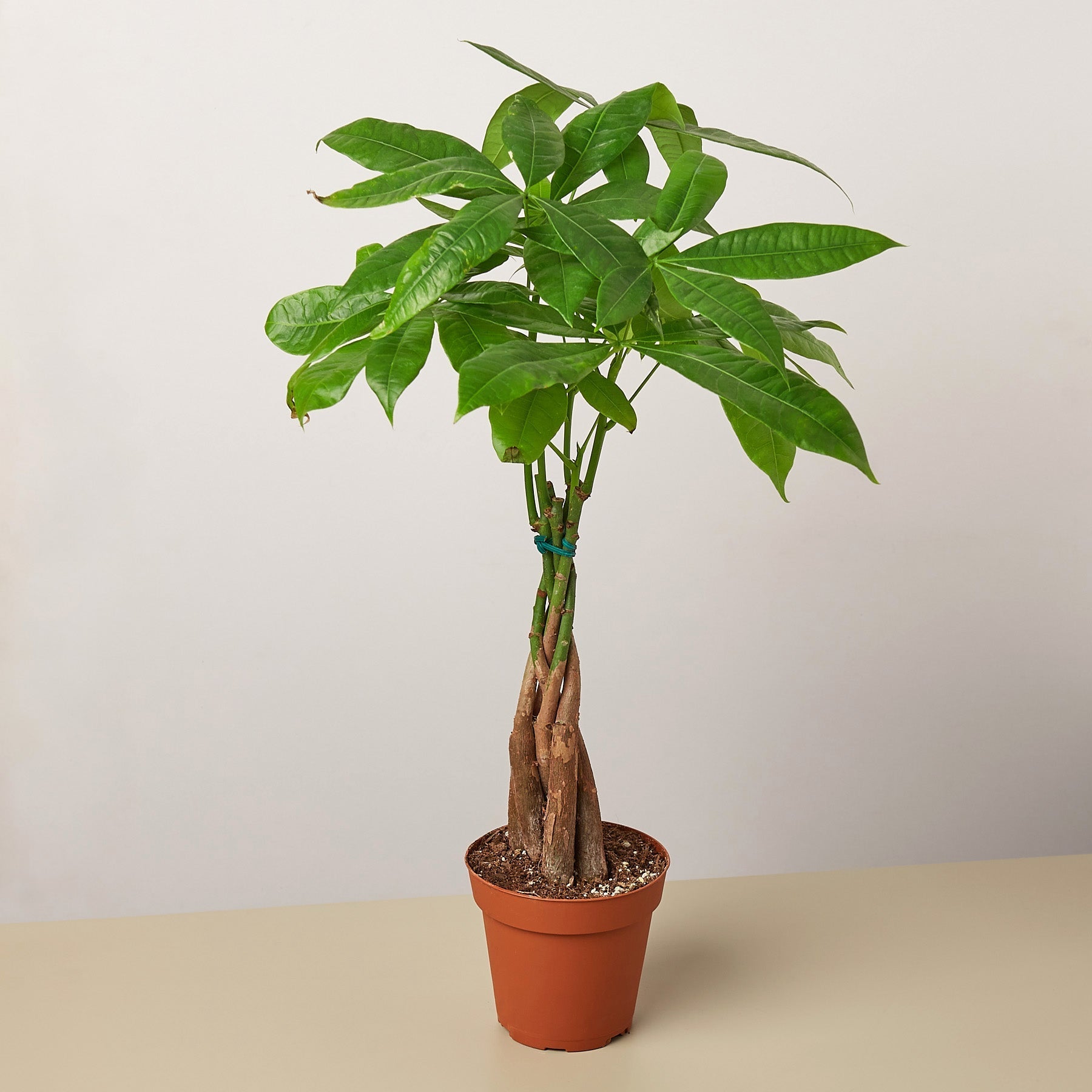 money tree pet safe Money Tree Braided Pachira Aquatica