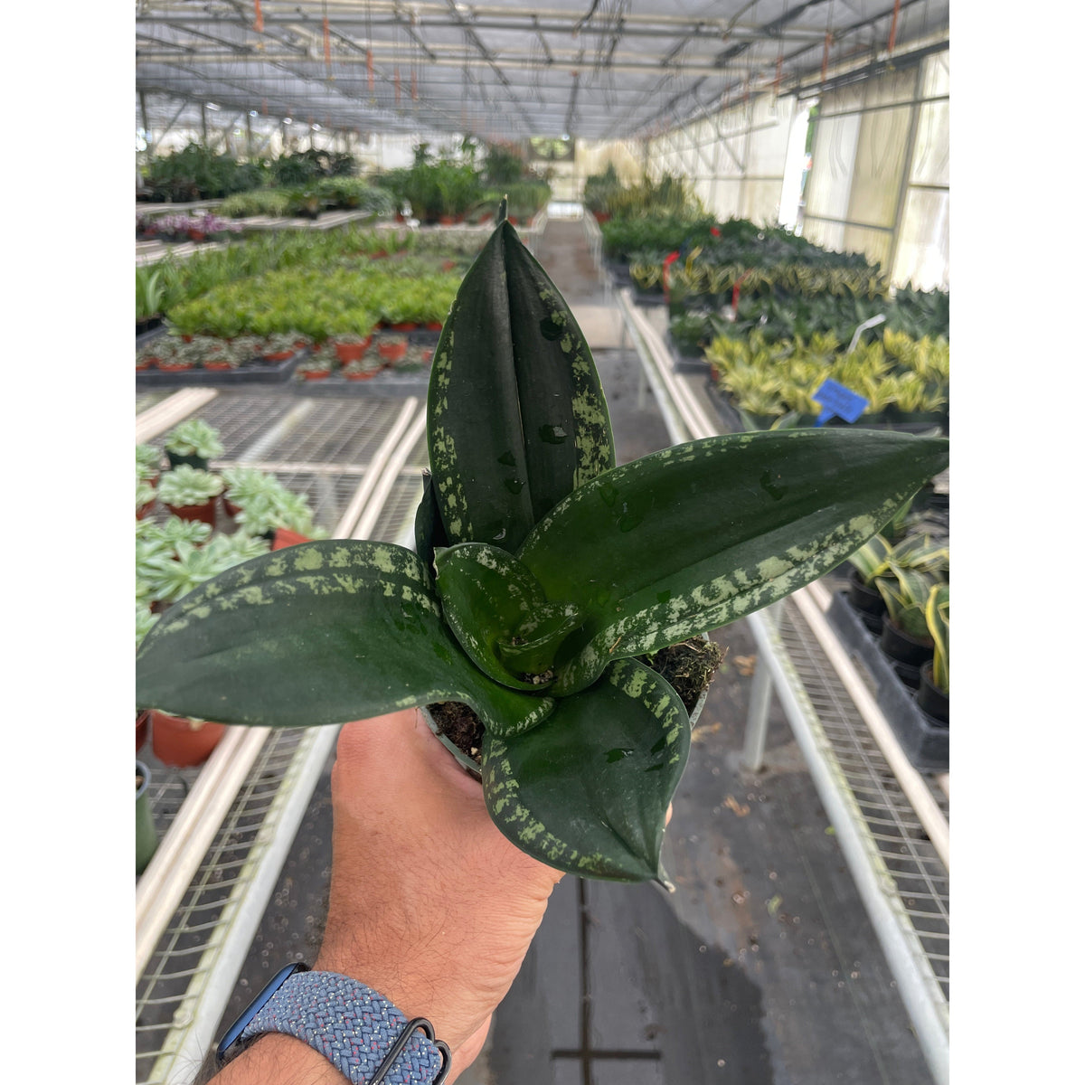Snake Plant 'Whitney'
