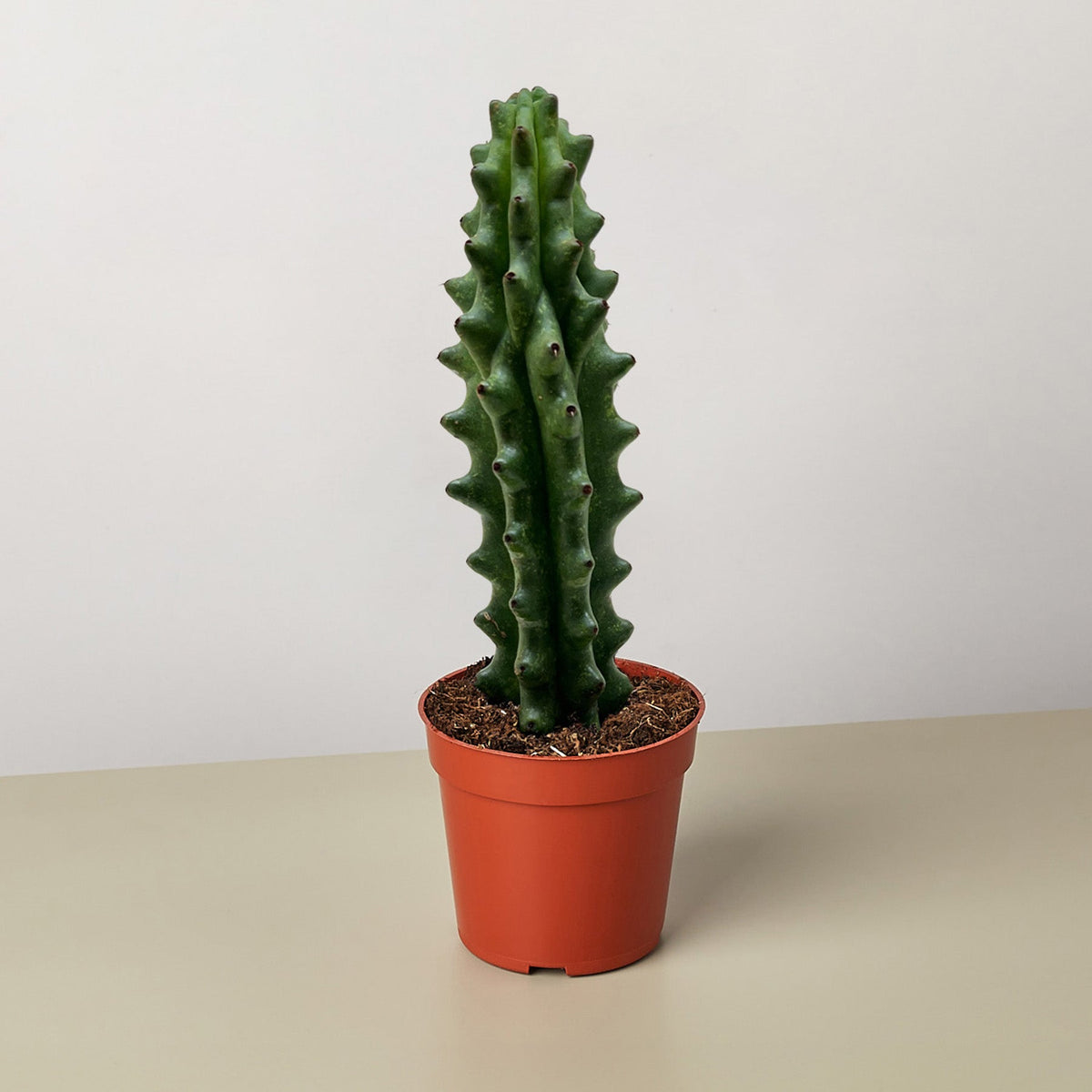 Potted cactus plant on a beige surface with a white background