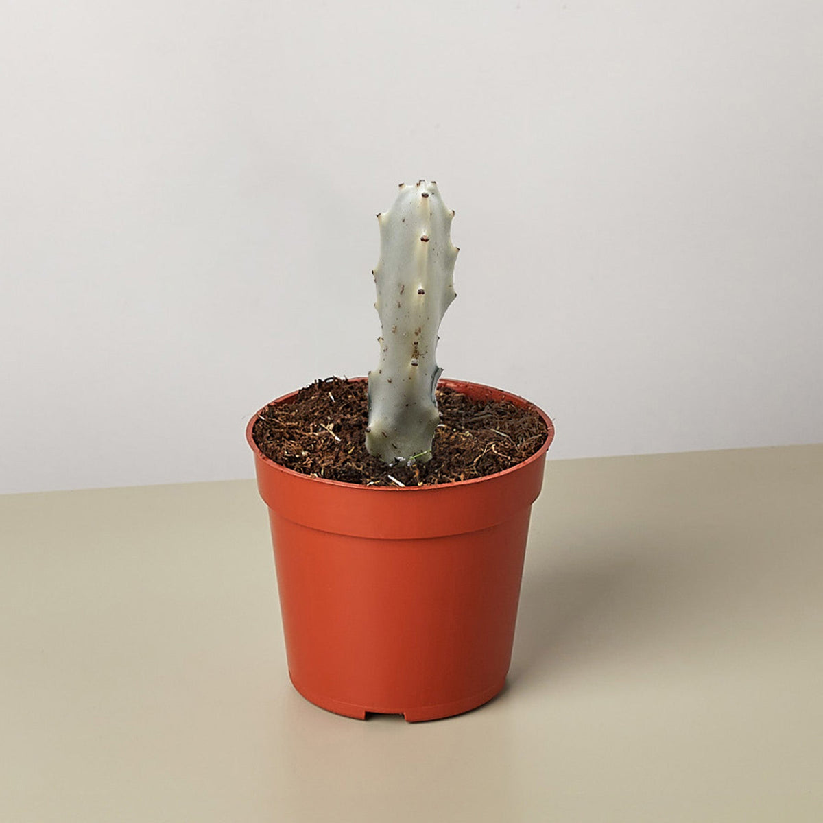 4" Succulent Euphorbia 'Dragon Bone'