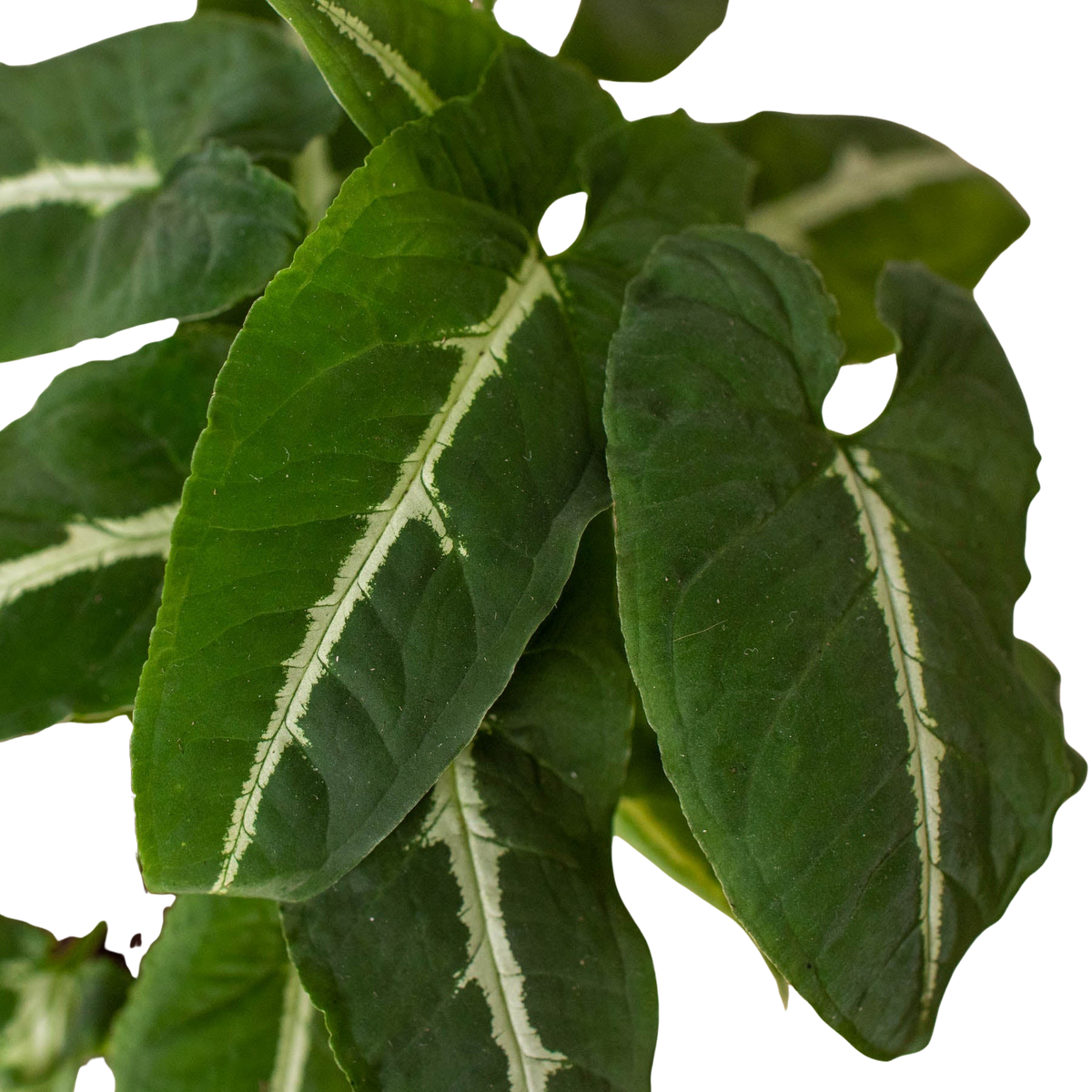 Close-up of green leaves with white veins on a white background