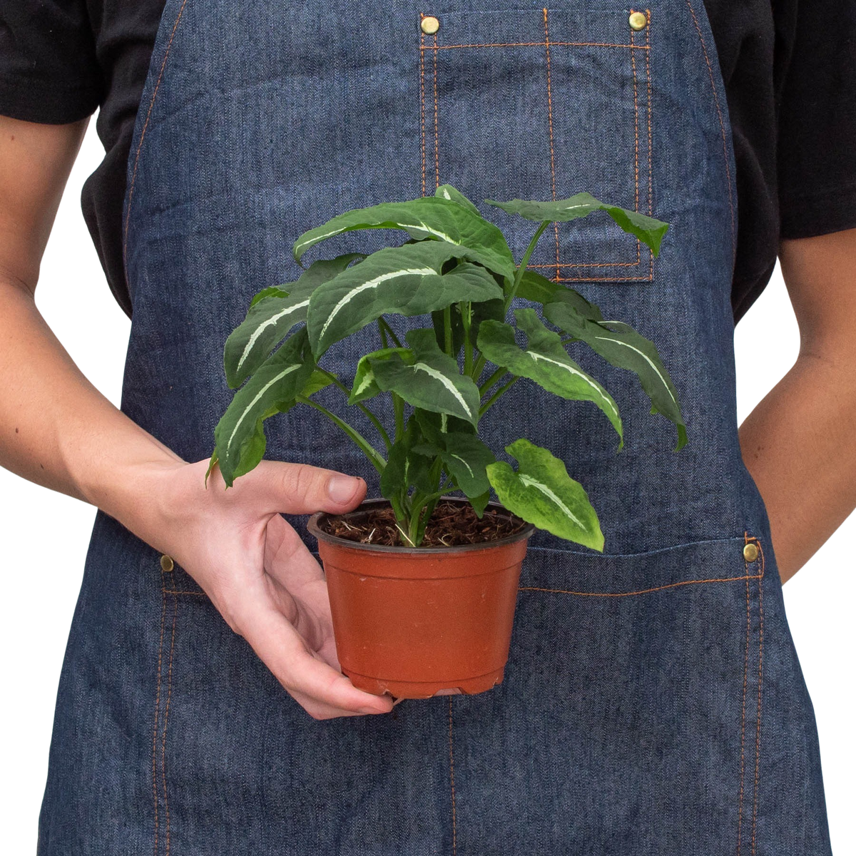 Person wearing a denim apron holding a potted plant against a white background