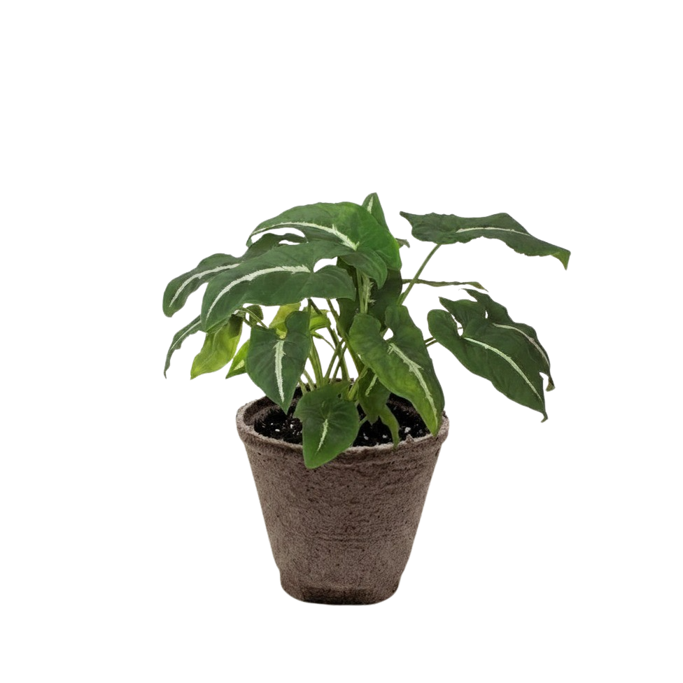 Potted plant with green leaves on a white background