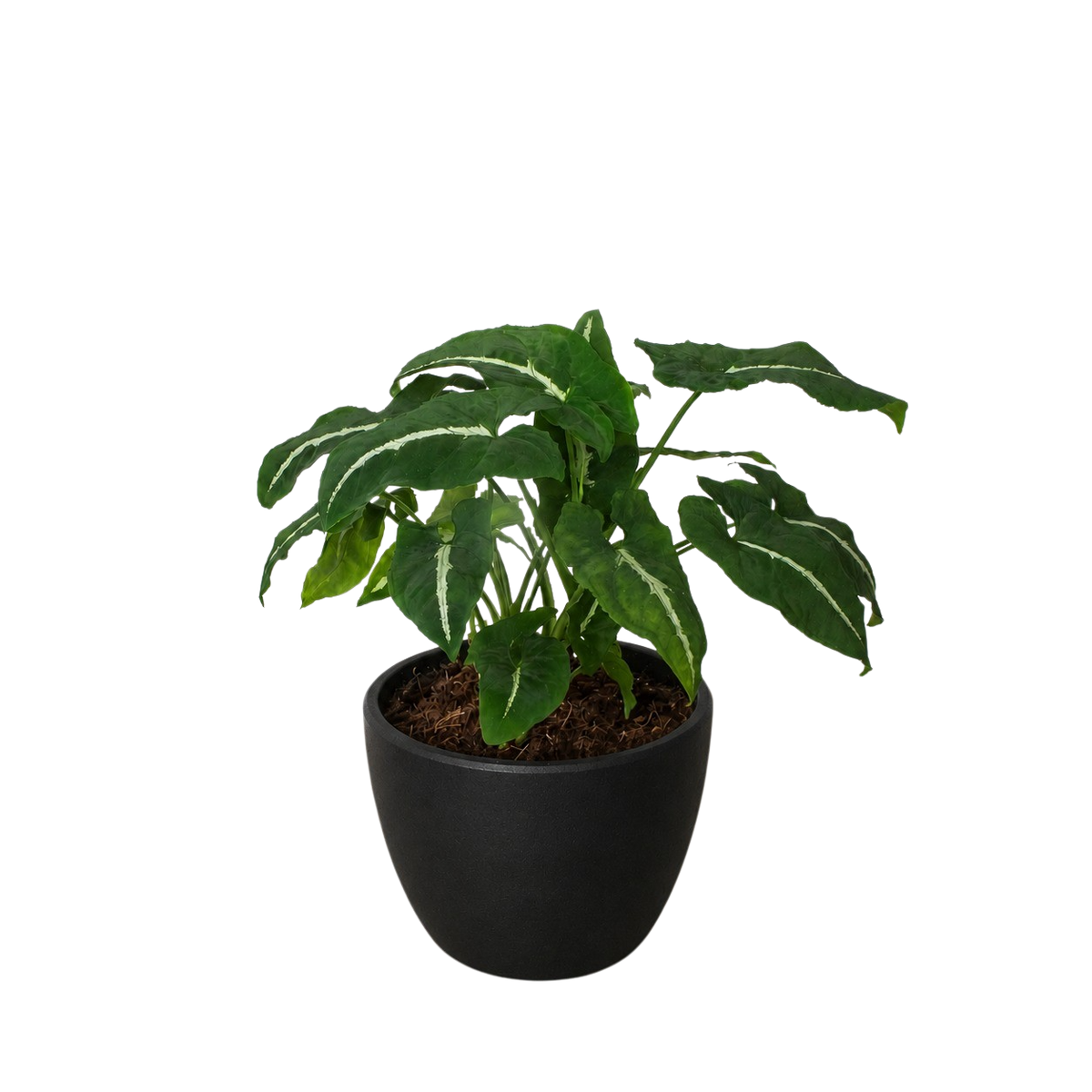 Potted plant with green leaves on a white background