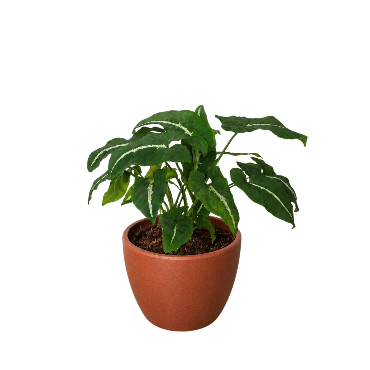 Potted plant with green leaves in a terracotta pot on a white background
