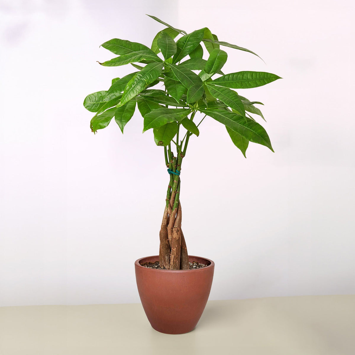 Potted plant with green leaves in a terracotta pot on a white background