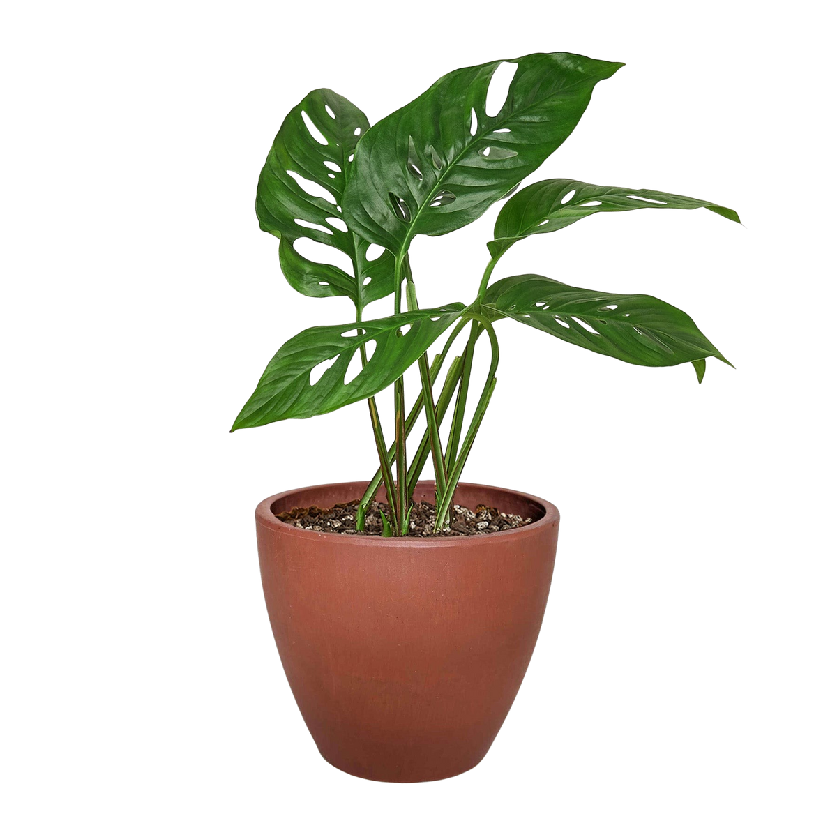 Potted plant with green leaves in a terracotta pot on a white background