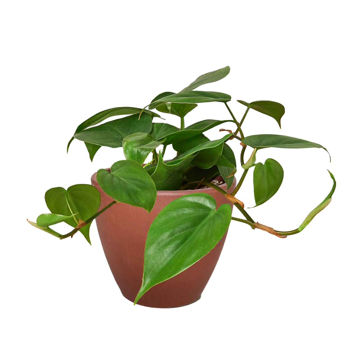 Philodendron Cordatum Heartleaf