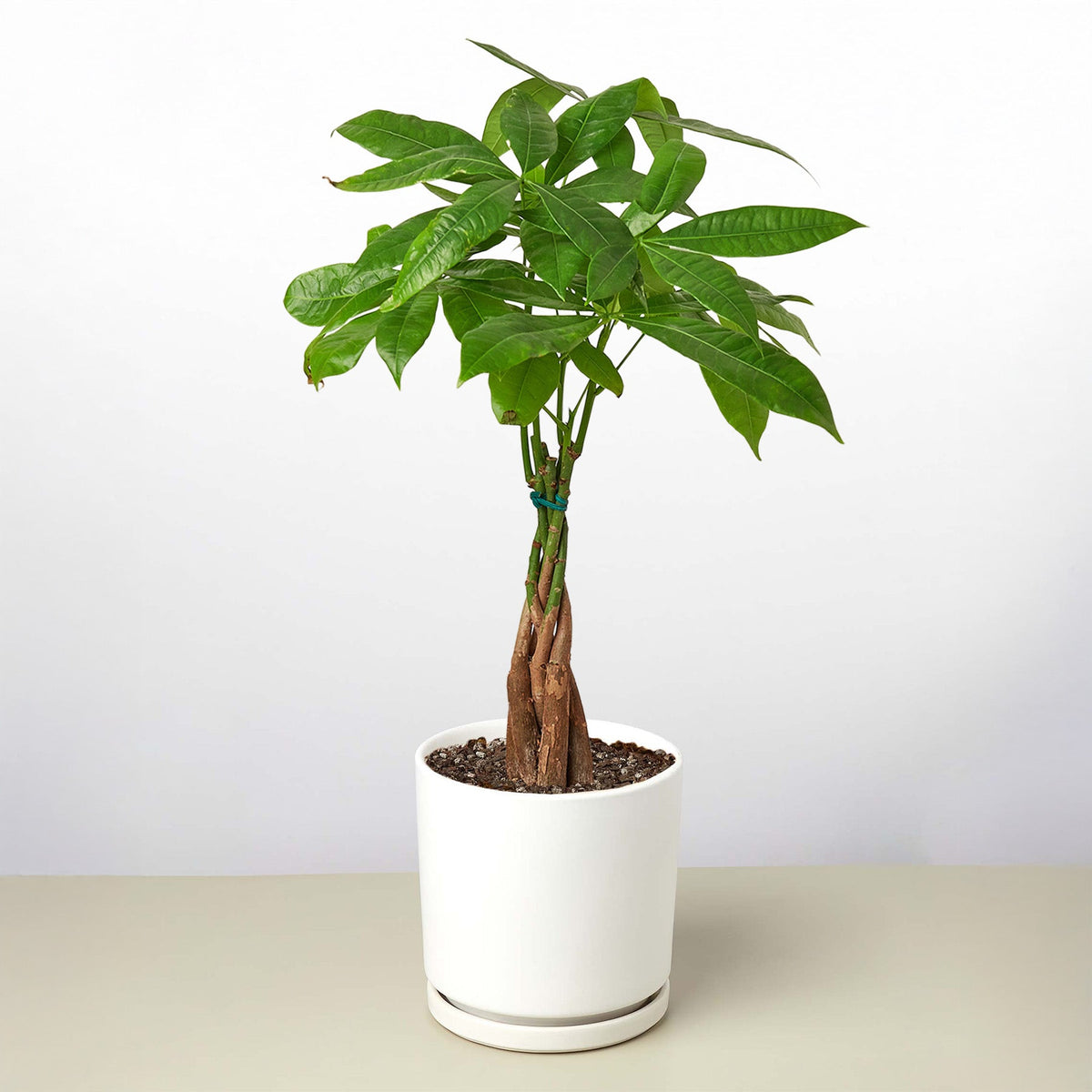 Potted plant with green leaves in a white pot on a light surface with a white background