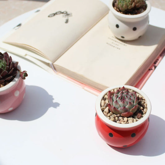 Succulent Flower Pot Ceramic Flower Pot Thumb Pot