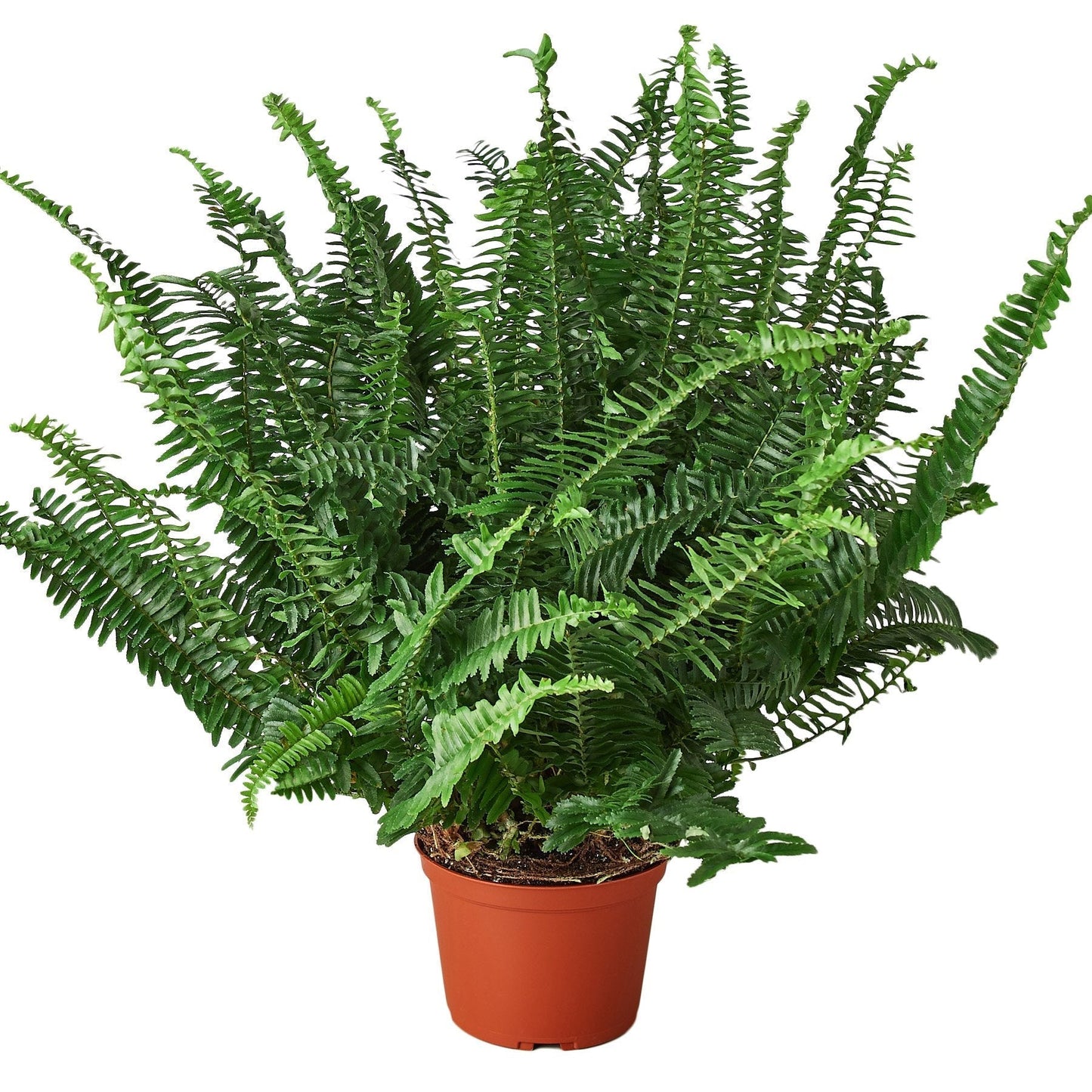 Jester's Crown Fern - 6" - NURSERY POT ONLY