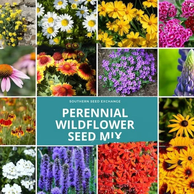 Purpleflower Holly Leaf Cold-resistant Drought-resistant Grass Garden Mixed Garden Flower Seeds