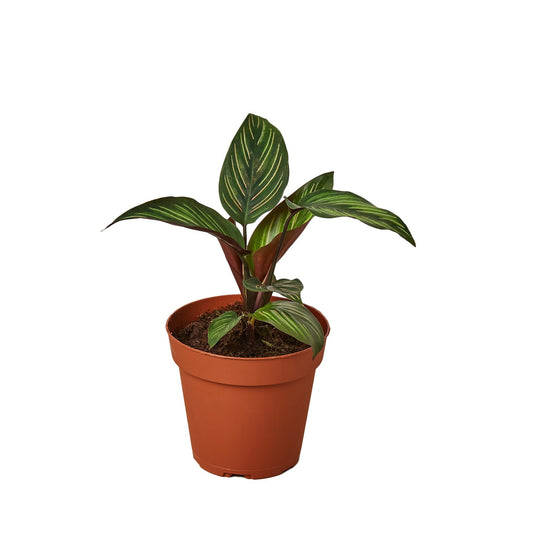 Potted plant with green leaves in a terracotta pot on a white background