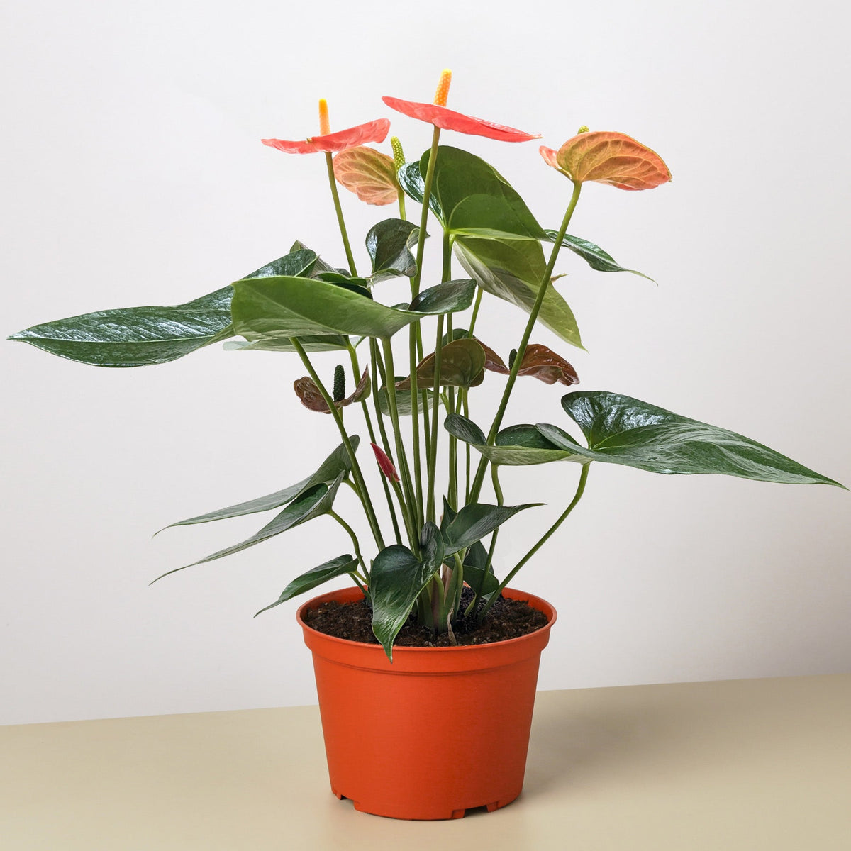 Anthurium 'Orange'