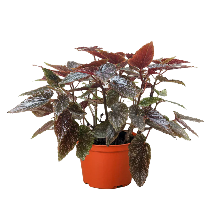 Begonia 'Corallina'