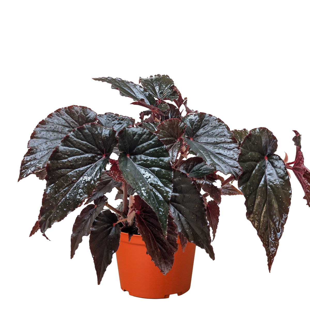 Begonia 'Black Magic'