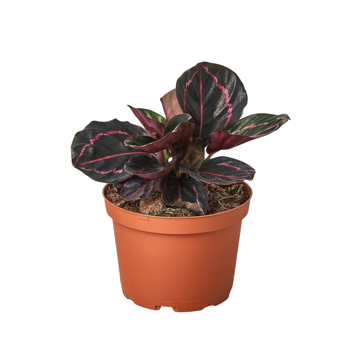 Potted plant with dark green leaves and red accents on a white background
